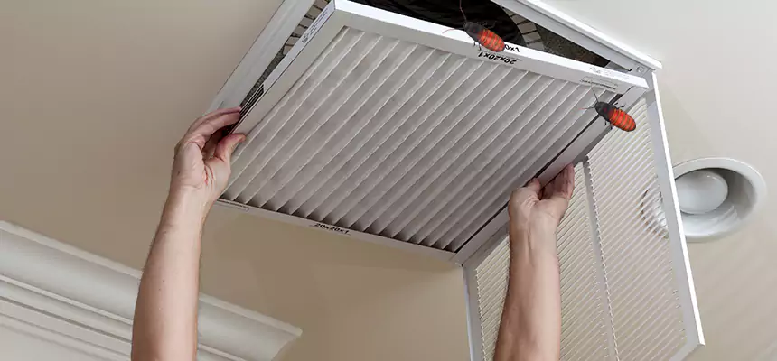 Our Insect Removal from Air Ducts Services in Coral Terrace, FL